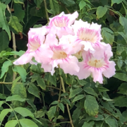 Hibiscus Colombia Cartagena Flowers