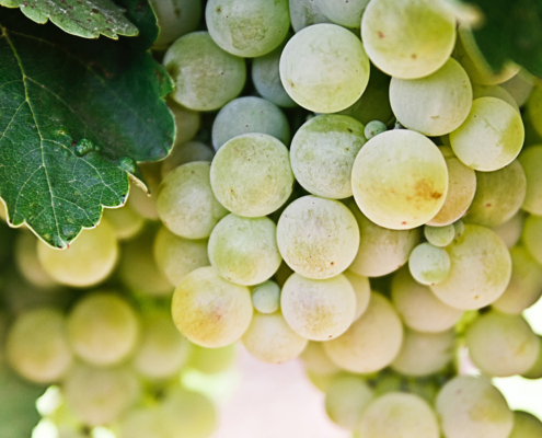 Grk Wine Grapes Korcula Croatia